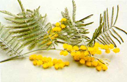 Acacia dealbata ( Mimosa)